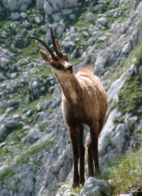 Camoscio d''Abruzzo Rupicapra pyrenaica ornata